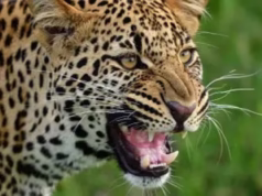 Pauri: डोभा गांव में मजदूरी कर रही नेपाली मूल की महिला पर गुलदार ने किया हमला, क्षेत्र में दहशत का माहौल