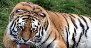 Nainital News: सातताल के जंगल में सैलानियों की एंट्री पर रोक, भीमताल और धारी में वन्यजीव की दहशत के बाद लिया निर्णय