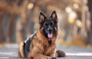 Uttarkashi: कुत्ते को पत्थर मारने पर भड़का स्वामी, छात्र को डंडे से बेरहमी से पीटा, बचने के लिए भागता रहा