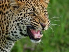 Rudraprayag: गुलदार की दहशत, पांच साल के बच्चे को खींचकर ले गया, आठ स्कूलों में दो दिन का अवकाश घोषित