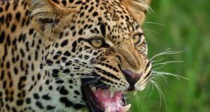 Rudraprayag: गुलदार की दहशत, पांच साल के बच्चे को खींचकर ले गया, आठ स्कूलों में दो दिन का अवकाश घोषित