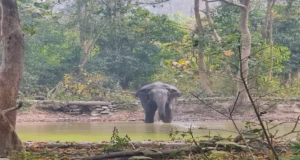 Kaladhungi: ग्रामीणों के पीछे भागा हाथी तो मचा हड़कंप, जान बचाकर भागे लोग,फसलों को पहुंचाया नुकसान