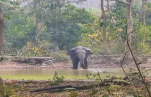 Kaladhungi: ग्रामीणों के पीछे भागा हाथी तो मचा हड़कंप, जान बचाकर भागे लोग,फसलों को पहुंचाया नुकसान