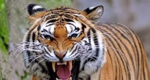 Haldwani: पनियाली में हर दूसरे दिन दिख रहा बाघ, अंधेरे में घर से बाहर निकलने से घबरा रहे लोग