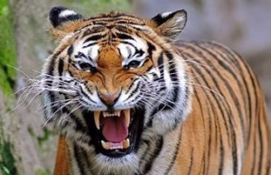 Haldwani: पनियाली में हर दूसरे दिन दिख रहा बाघ, अंधेरे में घर से बाहर निकलने से घबरा रहे लोग