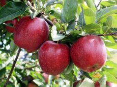 उत्तराखंड बनेगा नया सेब हब, बागवानों की किस्मत चमकेगी, 2000 करोड़ का लक्ष्य