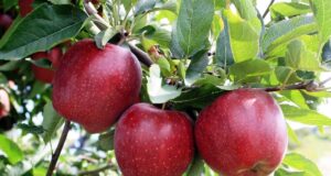 उत्तराखंड बनेगा नया सेब हब, बागवानों की किस्मत चमकेगी, 2000 करोड़ का लक्ष्य