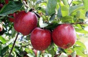 उत्तराखंड बनेगा नया सेब हब, बागवानों की किस्मत चमकेगी, 2000 करोड़ का लक्ष्य