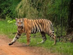 Uttarakhand: बाघों के संरक्षण को मिली नई रफ्तार, भारत सरकार की ओर से 5.40 करोड़ रुपये मंजूर