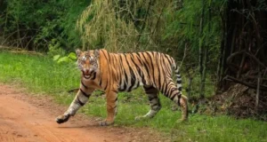 Uttarakhand: बाघों के संरक्षण को मिली नई रफ्तार, भारत सरकार की ओर से 5.40 करोड़ रुपये मंजूर