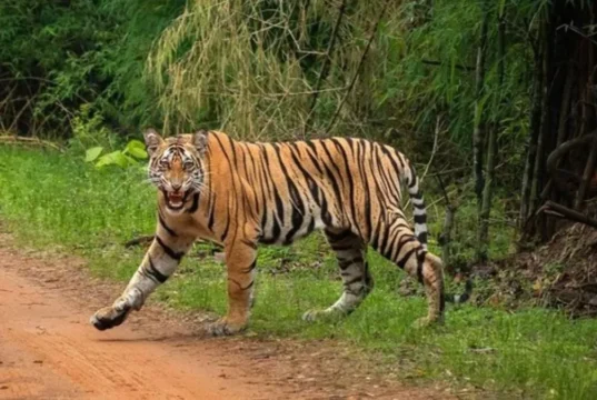 Uttarakhand: बाघों के संरक्षण को मिली नई रफ्तार, भारत सरकार की ओर से 5.40 करोड़ रुपये मंजूर