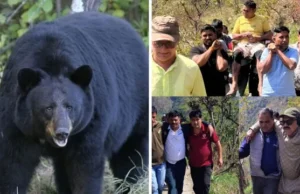 टिहरी में खूंखार भालू का हमला, ग्राम प्रधान और फारेस्टर समेत तीन लोगों को किया घायल