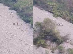 Badrinath Highway: तोताघाटी के पास दिल्ली के श्रद्धालुओं की कार खाई में गिरी, केदारनाथ दर्शन कर लौट रहे थे