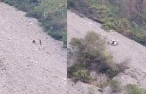 Badrinath Highway: तोताघाटी के पास दिल्ली के श्रद्धालुओं की कार खाई में गिरी, केदारनाथ दर्शन कर लौट रहे थे