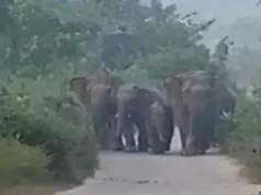 हल्द्वानी के टांडा जंगल में हाथियों का हमला, दो लोगों की मौत