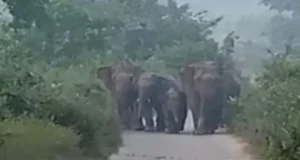 हल्द्वानी के टांडा जंगल में हाथियों का हमला, दो लोगों की मौत