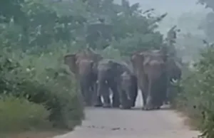 हल्द्वानी के टांडा जंगल में हाथियों का हमला, दो लोगों की मौत