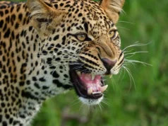 Uttarakhand: देहरादून के चांदपुर जंगल में गुलदार का हमला, लकड़ी बीनने गए व्यक्ति की मौत