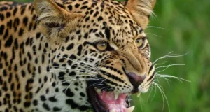 Uttarakhand: देहरादून के चांदपुर जंगल में गुलदार का हमला, लकड़ी बीनने गए व्यक्ति की मौत