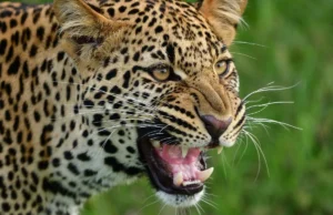 Uttarakhand: देहरादून के चांदपुर जंगल में गुलदार का हमला, लकड़ी बीनने गए व्यक्ति की मौत