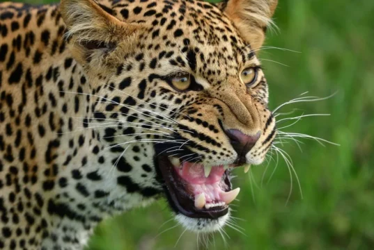 Uttarakhand: देहरादून के चांदपुर जंगल में गुलदार का हमला, लकड़ी बीनने गए व्यक्ति की मौत