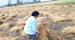 Uk: बेमौसमी बारिश ने तैयार गेहूं की फसल को भारी नुकसान पहुंचाया, किसानों की मेहनत पर फिरा पानी