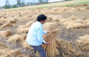 Uk: बेमौसमी बारिश ने तैयार गेहूं की फसल को भारी नुकसान पहुंचाया, किसानों की मेहनत पर फिरा पानी