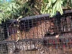 Nainital: दोगड़ा में पिंजरे में कैद हुआ तेंदुआ, क्षेत्र में दो लोगों की मौत से ग्रामीणों में था भय का माहौल