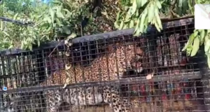 Nainital: दोगड़ा में पिंजरे में कैद हुआ तेंदुआ, क्षेत्र में दो लोगों की मौत से ग्रामीणों में था भय का माहौल