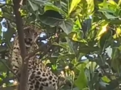 Leopard Rescue: पेड़ पर चढ़े गर्भवती तेंदुए को ट्रैंकुलाइज कर, जंगल में छोड़ा