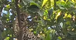 Leopard Rescue: पेड़ पर चढ़े गर्भवती तेंदुए को ट्रैंकुलाइज कर, जंगल में छोड़ा