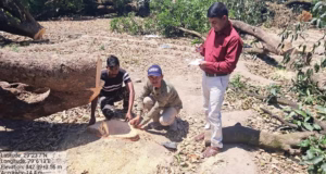 Ramnagar: कॉलोनी बनाने के लिए 12 बीघा बगीचे में 60 पेड़ों पर चला दी आरी, बगीचा स्वामी के खिलाफ FIR दर्ज