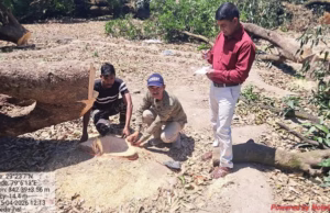 Ramnagar: कॉलोनी बनाने के लिए 12 बीघा बगीचे में 60 पेड़ों पर चला दी आरी, बगीचा स्वामी के खिलाफ FIR दर्ज