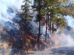 Nainital Forest Fire: वन क्षेत्राधिकारी कार्यालय के पास जंगल में लगी भीषण आग, वन संपदा को हुआ भारी नुकसान