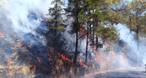 Nainital Forest Fire: वन क्षेत्राधिकारी कार्यालय के पास जंगल में लगी भीषण आग, वन संपदा को हुआ भारी नुकसान