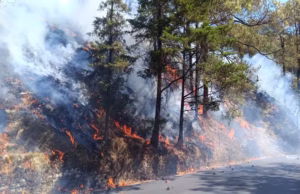 Nainital Forest Fire: वन क्षेत्राधिकारी कार्यालय के पास जंगल में लगी भीषण आग, वन संपदा को हुआ भारी नुकसान