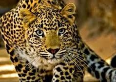 Chamoli: रौता गांव में कथा के लिए तैयार कर रहे थे मंच, युवक पर गुलदार ने कर दिया हमला, डंडे से वार कर बचाई जान