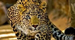 Chamoli: रौता गांव में कथा के लिए तैयार कर रहे थे मंच, युवक पर गुलदार ने कर दिया हमला, डंडे से वार कर बचाई जान