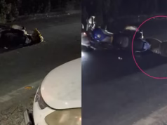 Bhimtal: भीमताल में सड़क पार करते समय चलती बाइक से टकराकर फंसा तेंदुआ, चालक ने दुकान में घुसकर बचाई जान