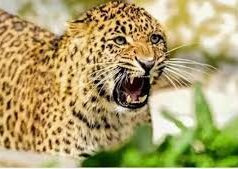 Kotdwar: घर की चौखट से चार साल की बच्ची को खींचकर ले गया गुलदार, दो किमी दूर मिला मासूम का क्षत-विक्षप्त शव