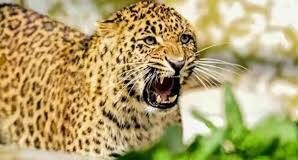 Kotdwar: घर की चौखट से चार साल की बच्ची को खींचकर ले गया गुलदार, दो किमी दूर मिला मासूम का क्षत-विक्षप्त शव