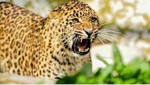 Kotdwar: घर की चौखट से चार साल की बच्ची को खींचकर ले गया गुलदार, दो किमी दूर मिला मासूम का क्षत-विक्षप्त शव