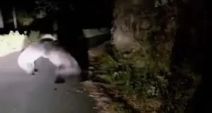 पिथौरागढ़ में सड़क बनी अखाड़ा, भिड़े दो भालू , फंसे वाहन