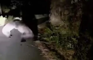 पिथौरागढ़ में सड़क बनी अखाड़ा, भिड़े दो भालू , फंसे वाहन