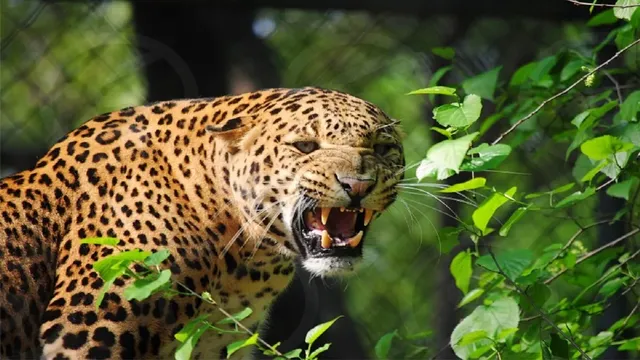 leopard-1782277508391_v