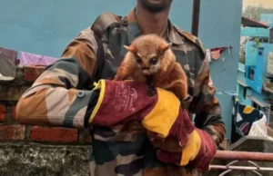 कभी देखी है उड़ने वाली दुर्लभ गिलहरी? उत्तराखंड के जंगलों में दिखी, वन कर्मियों ने किया रेस्क्यू