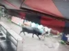 देहरादून के रायवाला में सांड के हमले में युवक गंभीर रूप से घायल, एम्स ऋषिकेश में भर्ती