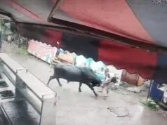 देहरादून के रायवाला में सांड के हमले में युवक गंभीर रूप से घायल, एम्स ऋषिकेश में भर्ती