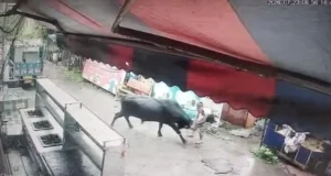 देहरादून के रायवाला में सांड के हमले में युवक गंभीर रूप से घायल, एम्स ऋषिकेश में भर्ती