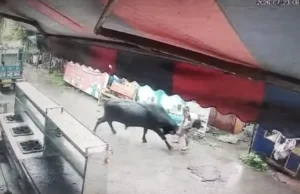 देहरादून के रायवाला में सांड के हमले में युवक गंभीर रूप से घायल, एम्स ऋषिकेश में भर्ती